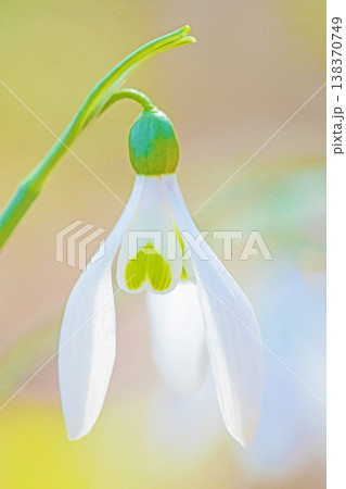 家の周りの草花 四季の色々 早春のまだ早い時期公園の花壇に小さな白い花が美しく輝いています 家の周りの草花 四季の色々 早春のまだ早い時期公園の花壇に小さな白い花が美しく輝いています 138370749