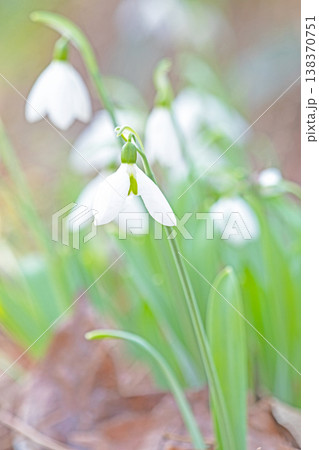 家の周りの草花　四季の色々　早春のまだ早い時期公園の花壇に小さな白い花が美しく輝いています 138370751