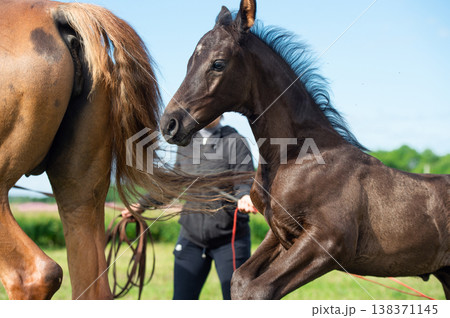 black beautiful foal of sportive breed  running speedily in green meadow at sunny day. close up 138371145