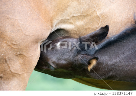 little black  foal of sportive breed feeding his mom at pasture. close up 138371147