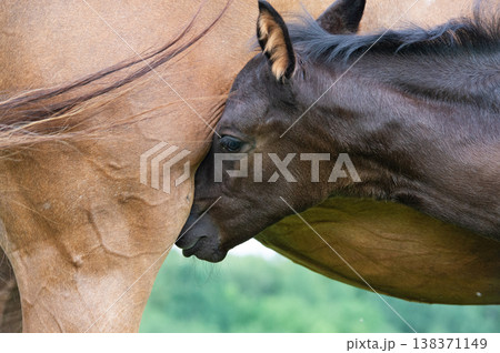 little black foal of sportive breed feeding his mom at pasture. close up little black foal of sportive breed feeding his mom at pasture. close up 138371149
