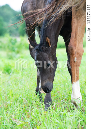 little black foal of sportive breed with mom at pasture. close up little black foal of sportive breed with mom at pasture. close up 138371153