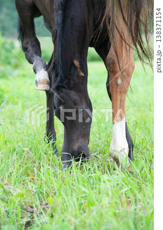 little black  foal of sportive breed with mom at pasture. close up 138371154
