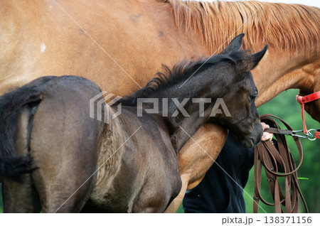 little black foal of sportive breed with mom at pasture. close up little black foal of sportive breed with mom at pasture. close up 138371156