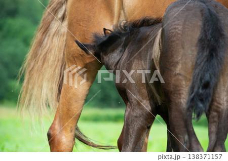 little black foal feeding his mom at pasture. close up little black foal feeding his mom at pasture. close up 138371157