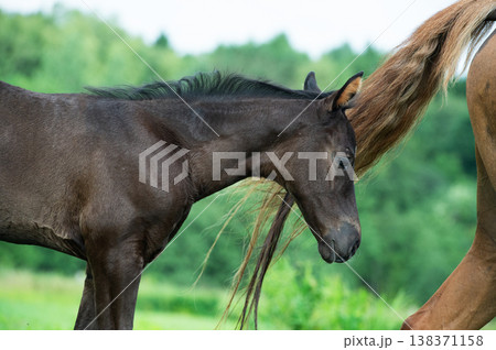 little black foal of sportive breed with mom at pasture. close up little black foal of sportive breed with mom at pasture. close up 138371158