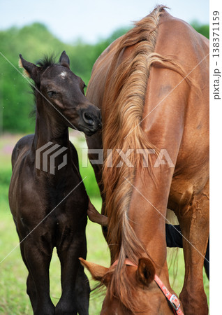 little black  foal of sportive breed with mom at pasture. close up 138371159