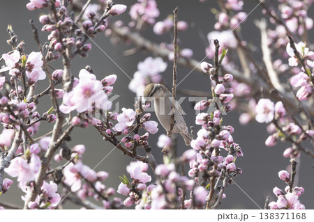 花桃の木にとまるニュウナイスズメ 花桃の木にとまるニュウナイスズメ 138371168