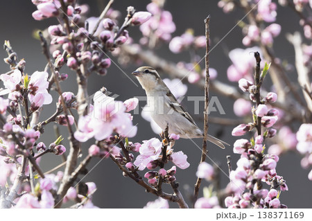 花桃の木にとまるニュウナイスズメ 138371169