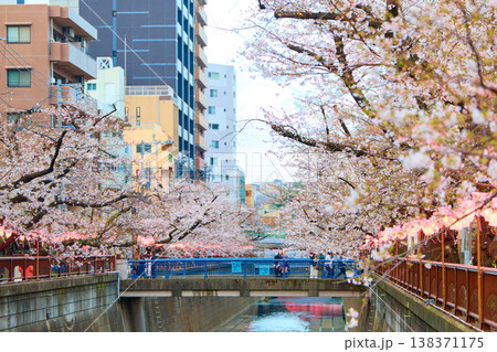 目黒川の桜 138371175