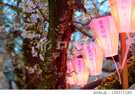 目黒川の桜 目黒川の桜 138371180