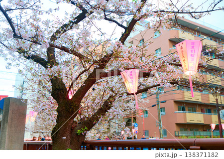 目黒川の桜 目黒川の桜 138371182