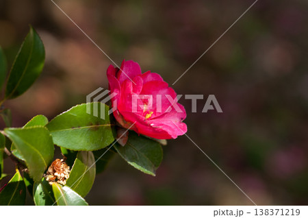 信濃川・やすらぎ堤の山茶花 138371219
