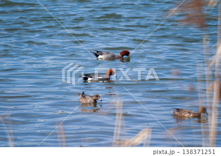 信濃川・やすらぎ堤の緋鳥鴨(ひどりがも) 138371251