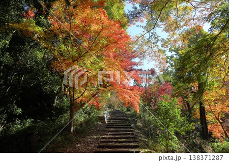 陽だまりの紅葉 イロハモミジ 陽だまりの紅葉 イロハモミジ 138371287