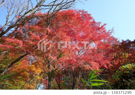 鮮やか　明るい　紅葉　イロハモミジ 138371290