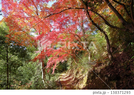 紅葉イロハモミジのトンネル 138371293