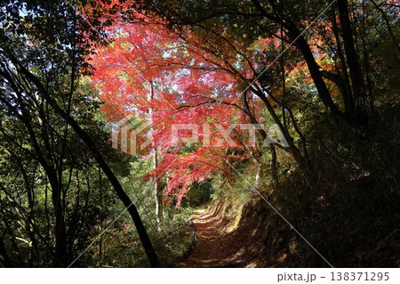 陰陽 イロハモミジ紅葉トンネル 陰陽 イロハモミジ紅葉トンネル 138371295