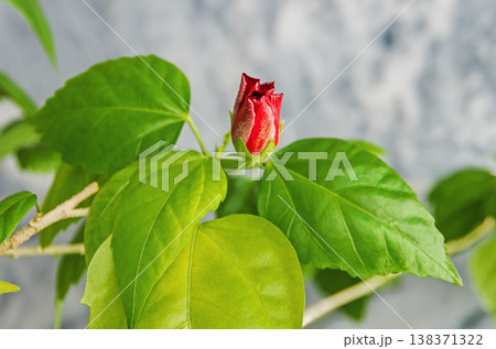 Bud and leaves of indoor tree-like plant Hibiscus 138371322