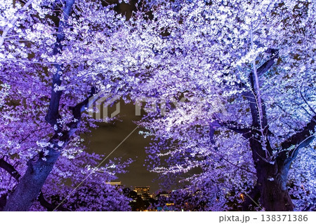 夜桜　～東京・千鳥ヶ淵・55～ 138371386