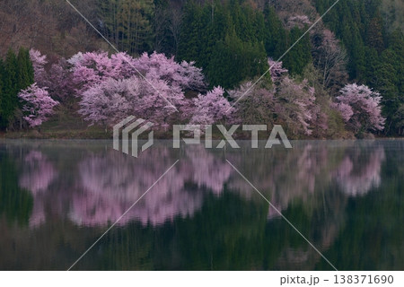 中綱湖の大山桜 138371690