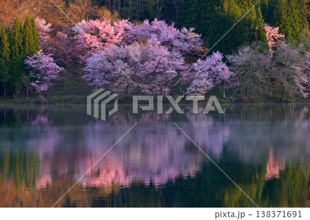中綱湖の大山桜 中綱湖の大山桜 138371691