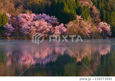 中綱湖の大山桜 中綱湖の大山桜 138371692