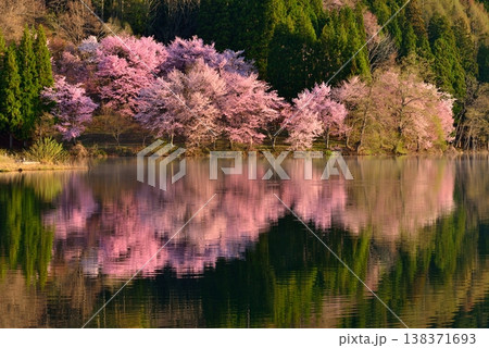 中綱湖の大山桜 138371693