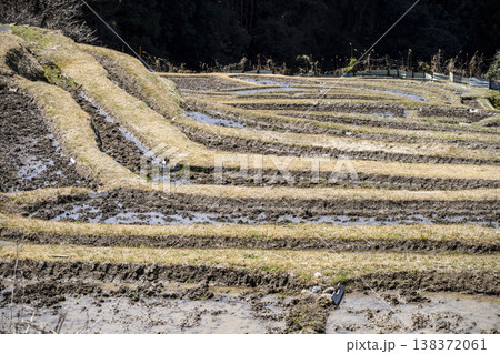 丸山千枚田(3月中旬) 丸山千枚田(3月中旬) 138372061