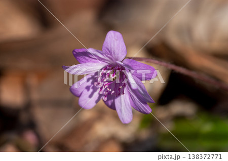 雪割草　ピンク　赤紫 138372771