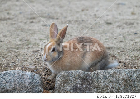 ウサギの楽園 大久野島 ウサギの楽園 大久野島 138372827