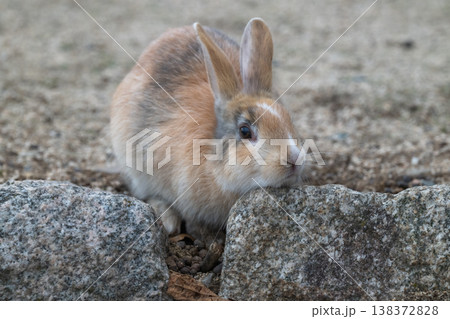 ウサギの楽園 大久野島 138372828