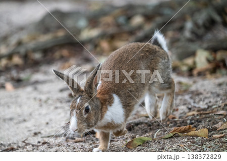 ウサギの楽園 大久野島 138372829