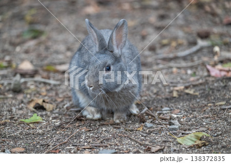 ウサギの楽園 大久野島 ウサギの楽園 大久野島 138372835