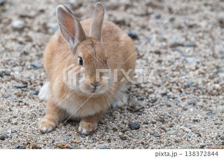 ウサギの楽園 大久野島 ウサギの楽園 大久野島 138372844