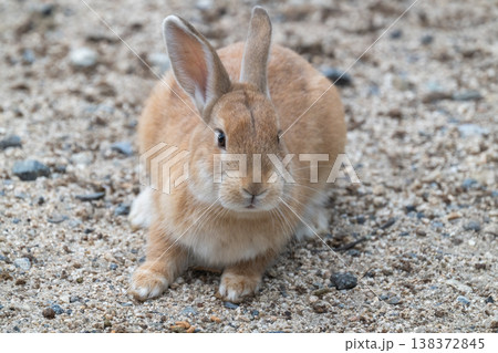 ウサギの楽園 大久野島 ウサギの楽園 大久野島 138372845