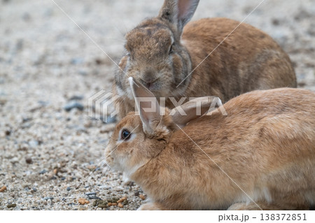 ウサギの楽園 大久野島 ウサギの楽園 大久野島 138372851
