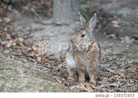 ウサギの楽園 大久野島 138372853