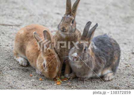 ウサギの楽園 大久野島 138372859