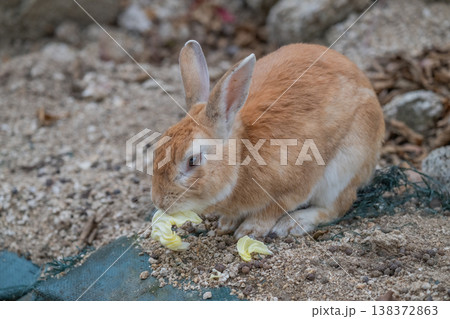ウサギの楽園 大久野島 138372863
