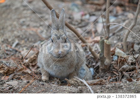 ウサギの楽園 大久野島 ウサギの楽園 大久野島 138372865