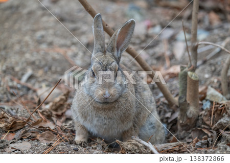 ウサギの楽園 大久野島 ウサギの楽園 大久野島 138372866