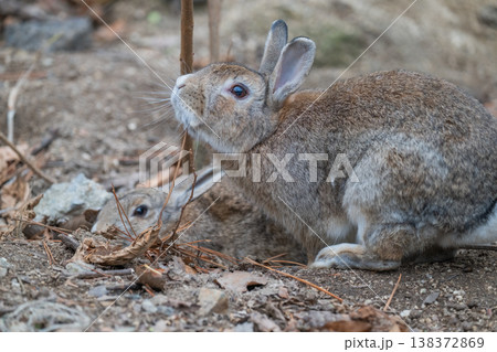 ウサギの楽園 大久野島 138372869