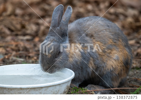 ウサギの楽園 大久野島 ウサギの楽園 大久野島 138372875