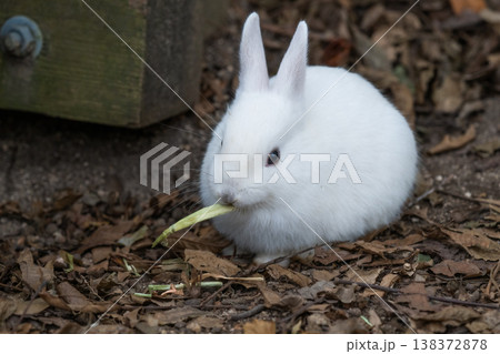 ウサギの楽園 大久野島 ウサギの楽園 大久野島 138372878