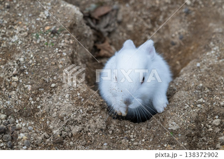 ウサギの楽園 大久野島 138372902