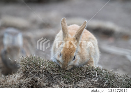 ウサギの楽園 大久野島 138372915