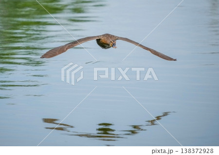 水面を低空飛行するカルガモの正面ショット 自然の中の躍動感 138372928