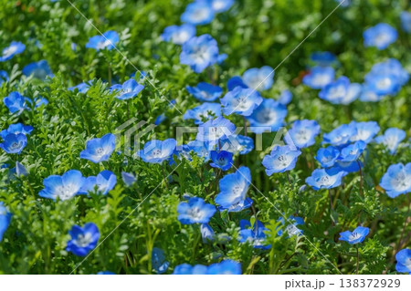 満開のネモフィラの花畑 春の風景 138372929
