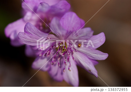 雪割草　ピンク　赤紫 138372955